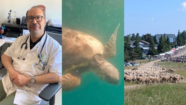 Une association pour Gaza, une tortue remise à l'eau, transhumance géante : l'essentiel de l'actualité en région