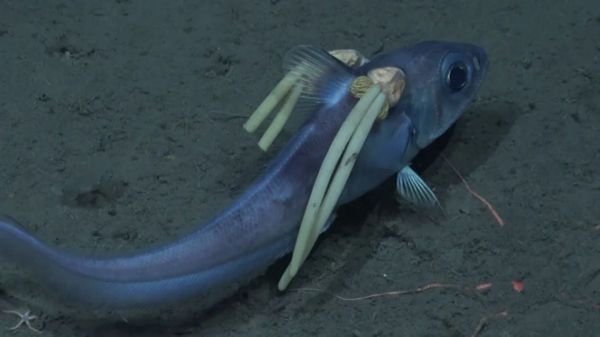 Dans les profondeurs de l'océan, un poisson se fait dévorer vivant par des parasites méconnus