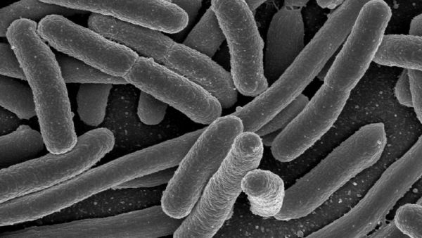 Intoxications alimentaires dans l'Aisne : la bactérie E. coli responsable de la mort de la jeune Élise, 12 ans, et des contaminations de 17 autres enfants