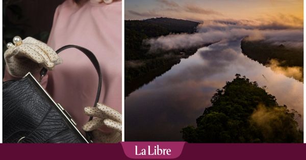 "Le prix caché du luxe": comment les sacs à main de marque européens détruisent l'Amazonie