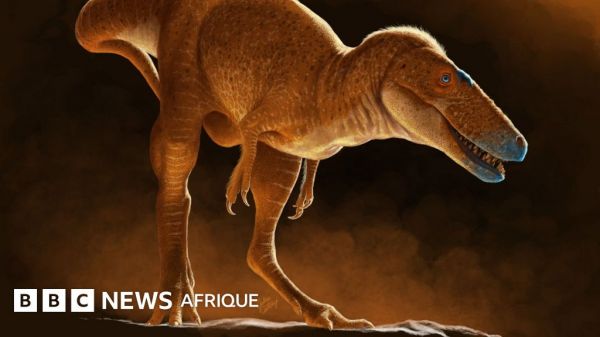 La découverte d'un dinosaure qui « réécrit » l'arbre généalogique du T-rex