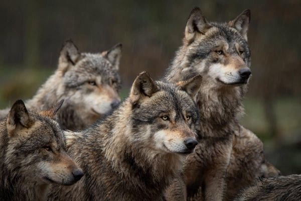 Loups : les éleveurs de bovins et de chevaux enfin autorisés à tirer sans attendre les premières victimes... mais les bergers restent exclus !