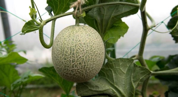 Le melon, un incontournable des tables estivales