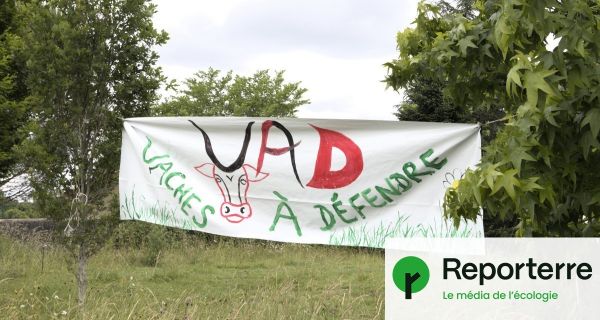 Éleveurs contre État : la tuberculose bovine exacerbe les tensions