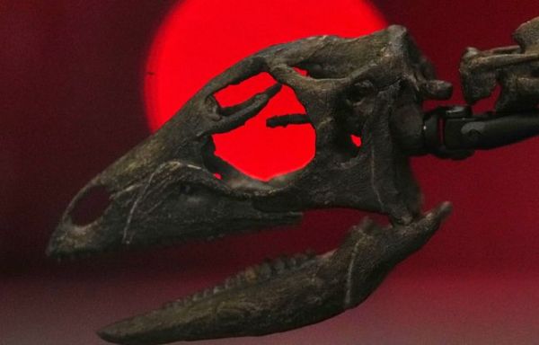 Des scientifiques découvrent une nouvelle espèce de dinosaure de la taille d'un chien