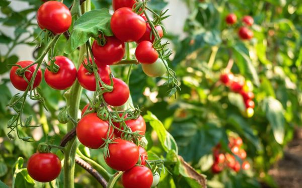 Gafsa : En hausse, la production de tomates de transformation estimée à 63 mille tonnes