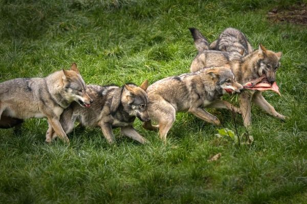 Alpes-Maritimes : les éleveurs et les chasseurs claquent la porte du comité Loup