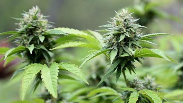 En Thaïlande, le gouvernement veut revenir sur la dépénalisation du cannabis