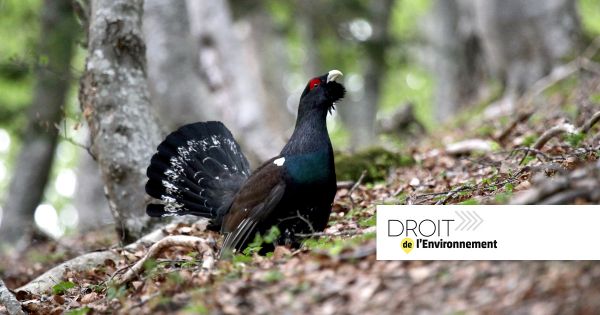 Grand tétras dans les Vosges : la justice autorise la poursuite de l'introduction de spécimens