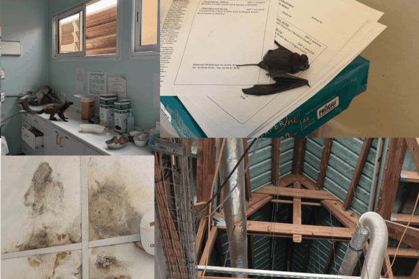 "La maternité de Kahani a été abandonnée", des chauves-souris et des makis envahissent les salles d'accouchement
