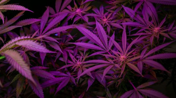 Mais pourquoi les scientifiques veulent-ils faire pousser du cannabis sur Mars?