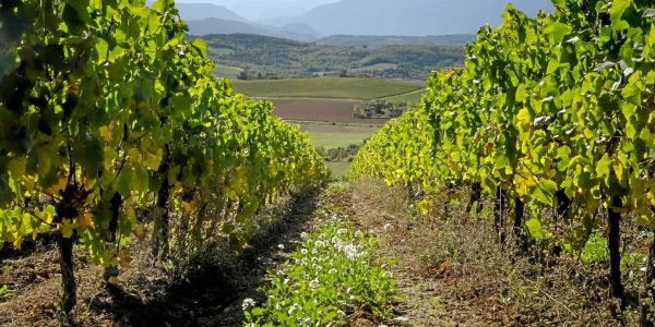 Vins blancs du Languedoc : notre sélection de l'été 2025