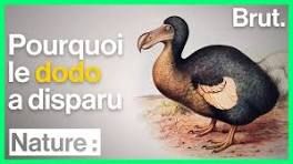 « L’Héritage du dodo » (volet 1), l’oiseau mythique de l’île Maurice disparu
