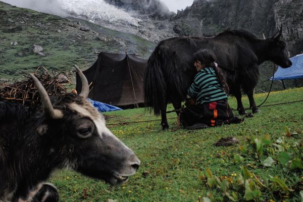Au Bhoutan, les yaks en péril au pays du bonheur