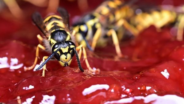 Piqué 150 fois par des guêpes : "Elles l'ont recouvert de la tête aux pieds", un garçon de 2 ans entre la vie et le mort
