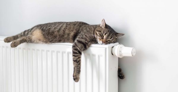 Voici ce que la position de sommeil de votre chat dit sur ses instincts les plus profonds