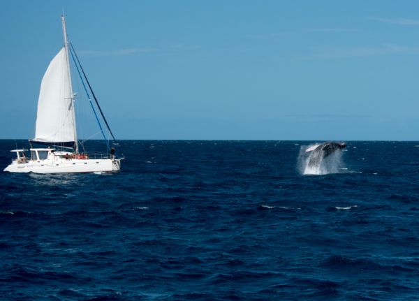Les baleines retrouvent le lagon calédonien