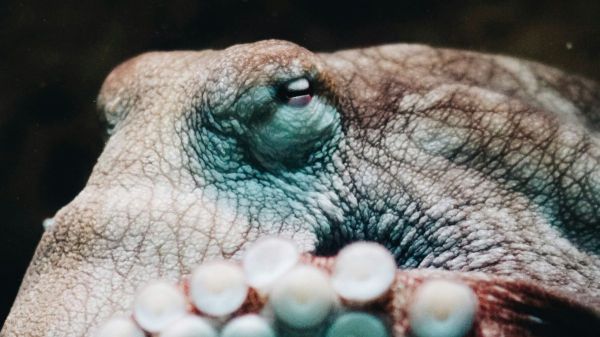 Si les humains disparaissaient de la surface de la Terre, quelle espèce dominerait alors le monde?