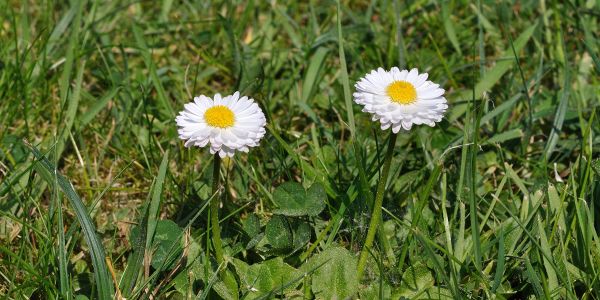 Quelles différences entre une pâquerette et une marguerite ?