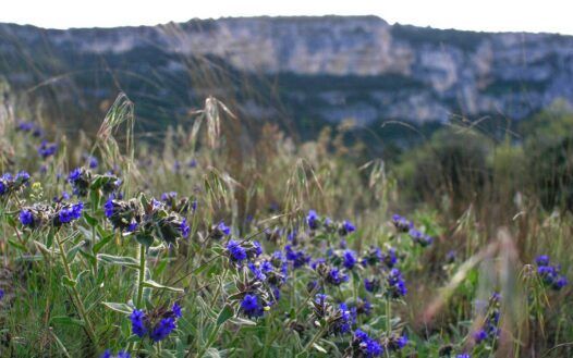 Disparue depuis 70 ans, cette fleur devrait faire son retour au parc de Miribel-Jonage