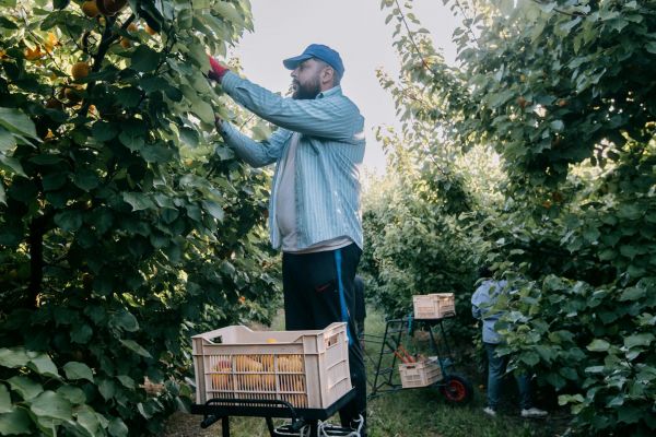 Dans le Gard, les ouvriers agricoles face à la canicule : « Plus il fait chaud, plus il faut ramasser les fruits »