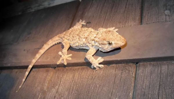 Leur population est passée d'une vingtaine à 800 en 15 ans, les geckos sont de plus en plus présents dans les Landes