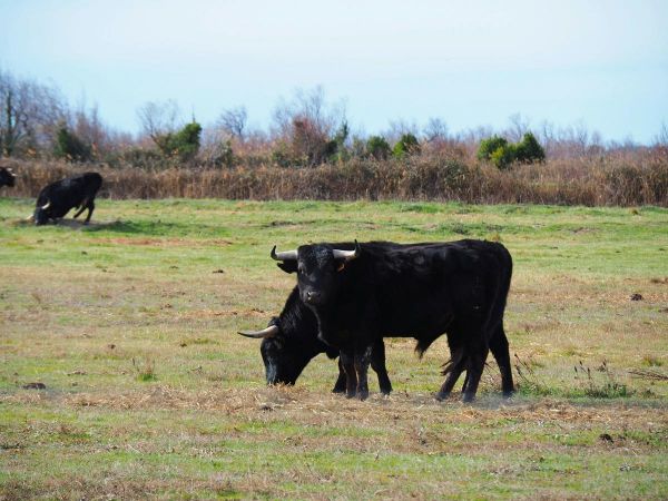 « Un drame terrible » en milieu agricole : une jeune stagiaire perd la vie, chargée par un taureau