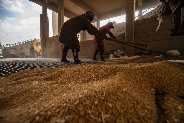 En Syrie, la sécheresse menace la récolte de blé