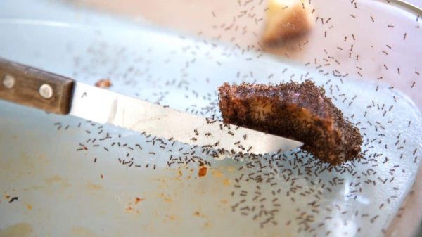 L’astuce idéale pour éradiquer toutes les fourmis de votre cuisine