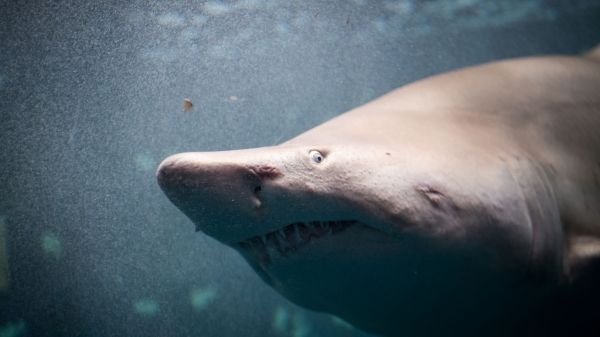 "État d'alerte maximale": une femme de 20 ans mordue par un requin au large de New York