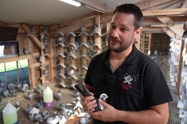 VIDÉO. "Certains pigeons voyageurs valent le prix d'un cheval", la colombophilie retrouve son histoire avec la Loire grâce à des passionnés