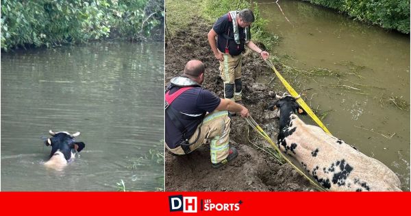Insolite non loin de Bruxelles, des vaches se retrouvent dans... une rivière : la police et les pompiers mobilisés (PHOTOS)