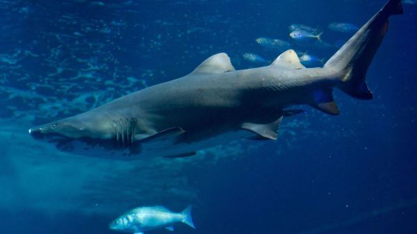 Une femme aurait été mordue par un requin sur une plage de New York