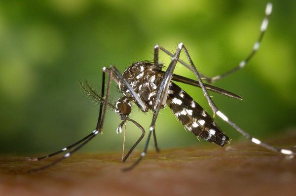 "Une circulation importante est à craindre": vers une flambée des virus transmis par les moustiques-tigres cet été dans les Alpes-Maritimes?