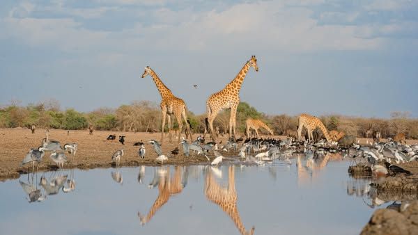 Tchad : 21 juin, Journée mondiale de la girafe - Un appel à la protection d'un symbole menacé