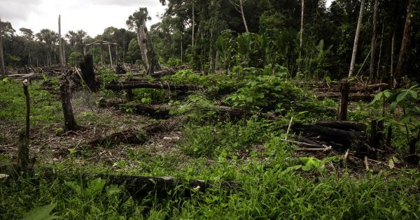 En Colombie, les routes clandestines des Farc sont devenues celles de la déforestation