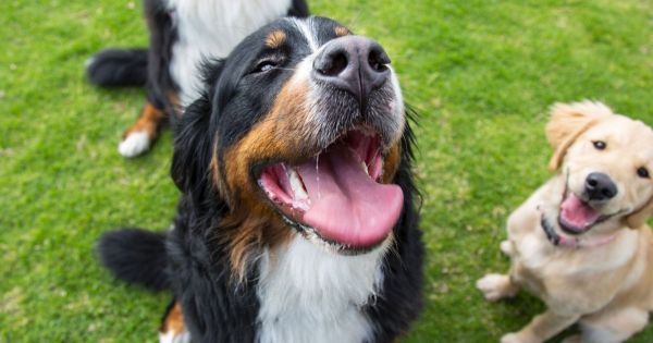 Les meilleurs noms en A pour un chien aimé et adoré
