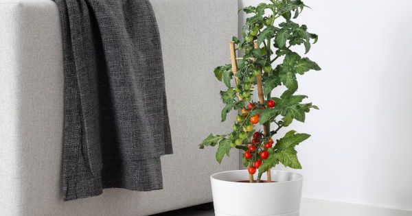 De délicieuses tomates cerises sur le balcon avant l'été : foncez chez IKEA qui vend des mini-plants à 11 € !