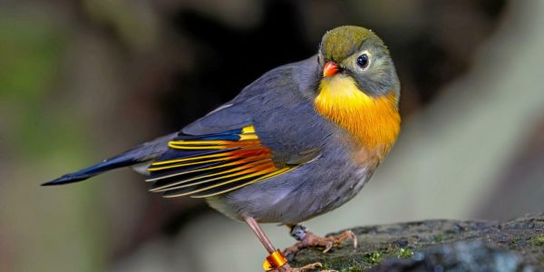 Rossignol du Japon : l'oiseau qui envahit nos jardins... et divise les juges
