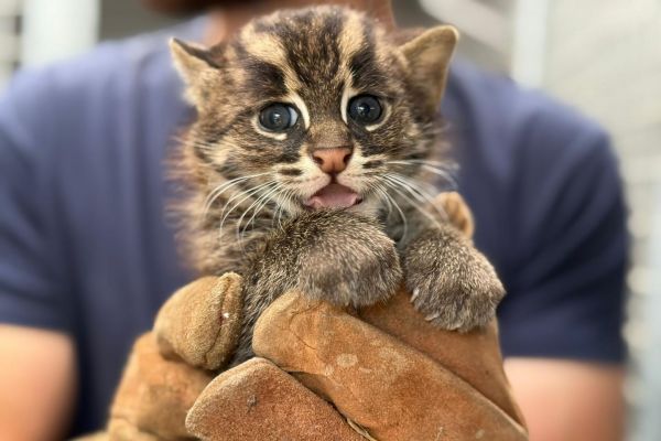 Des bébés chats pêcheurs, des félins menacés aux pattes en partie palmées et au pelage imperméable, sont nés en France