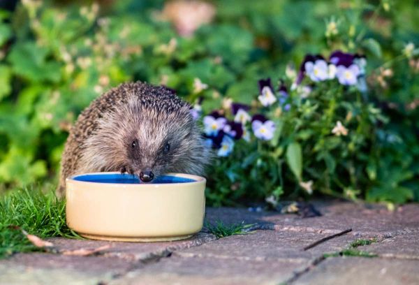 Canicule : donnons à boire aux oiseaux, hérissons, écureuils et autres abeilles