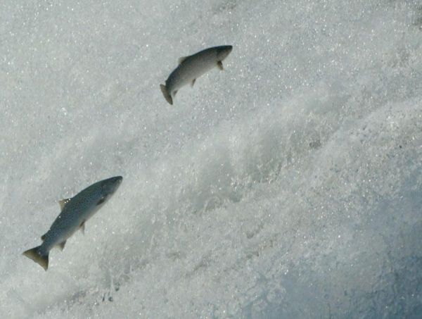 Saint-Pée-sur-Nivelle à la Une : pourquoi un centre de recherche d'hydrobiologie de l'Inra, spécialiste des salmonidés, s'y est installé ?