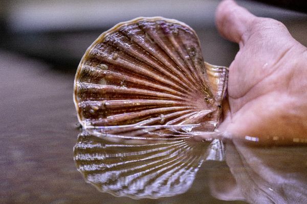 Coquilles Saint-Jacques: l'écloserie qui lutte contre l'épuisement de la ressource