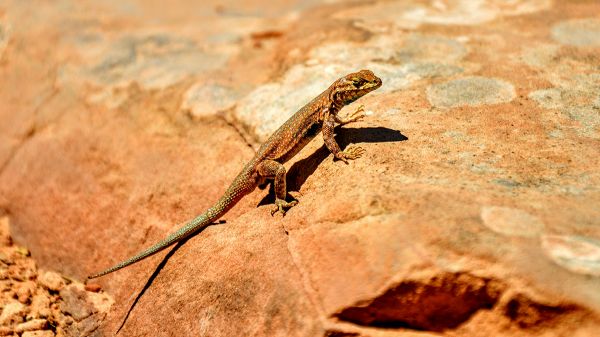 Ce lézard a vu s'écraser l'astéroïde qui a tué les dinosaures et il a survécu: il existe encore aujourd'hui