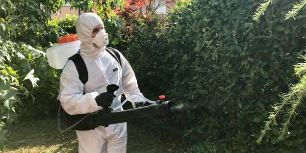 Espèce invasive: Genève teste son plan d'alerte sanitaire contre le moustique tigre