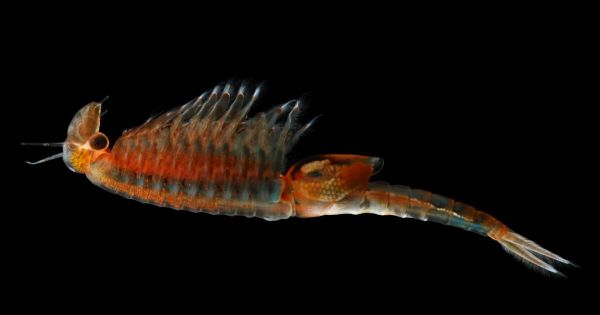 Environnement. Entre aliens et fossiles vivants, les crevettes filent un mauvais coton en Alsace