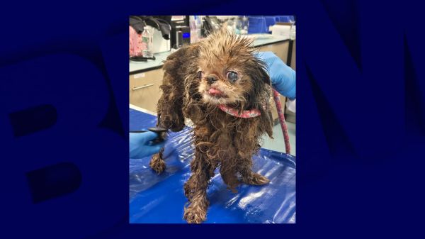"Débris, saleté et excréments": 115 chiens et le cadavre de leur propriétaire découverts dans une maison à New York