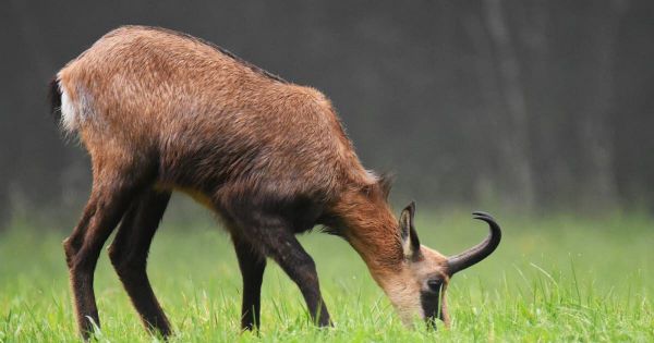 Photos. La nature dans le Doubs : le chamois, l'élégance des hauteurs