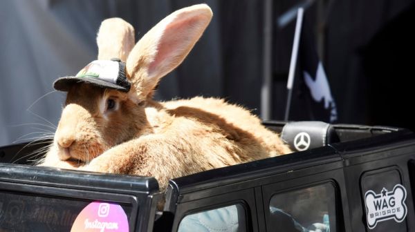 Un lapin effectue le tir protocolaire