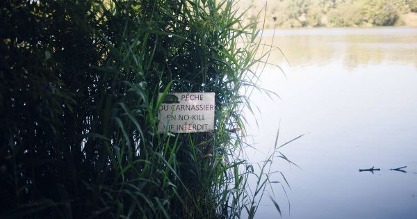 «Une carpe peut être vendue jusqu'à 20 000 euros» : le poisson d'eau douce au cœur d'un braconnage juteux